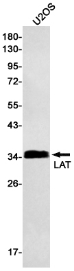 LAT Rabbit mAb