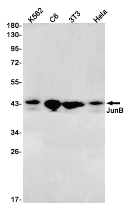 JunB Rabbit mAb