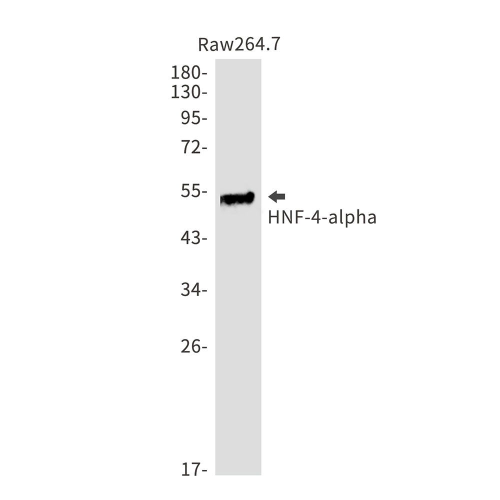 HNF 4 alpha Rabbit mAb