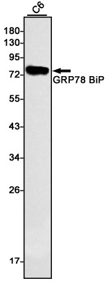GRP78 BiP Rabbit mAb