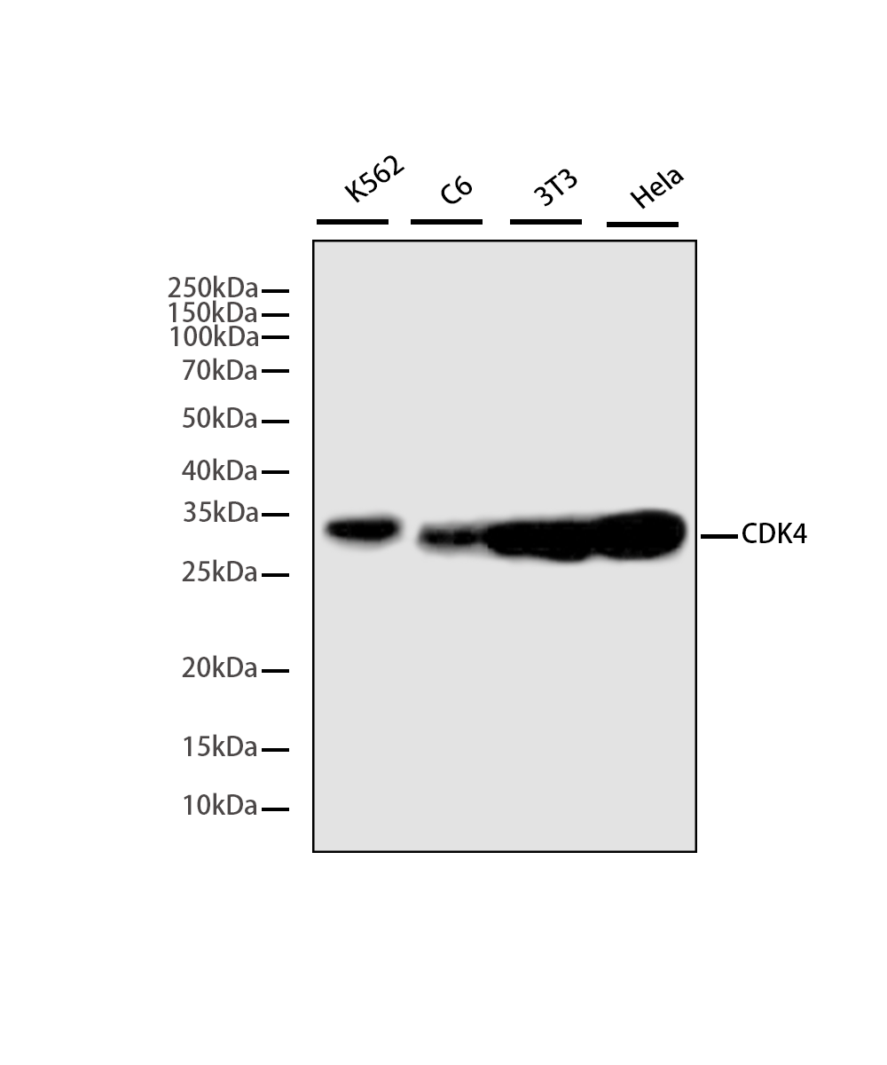 CDK4 Rabbit mAb