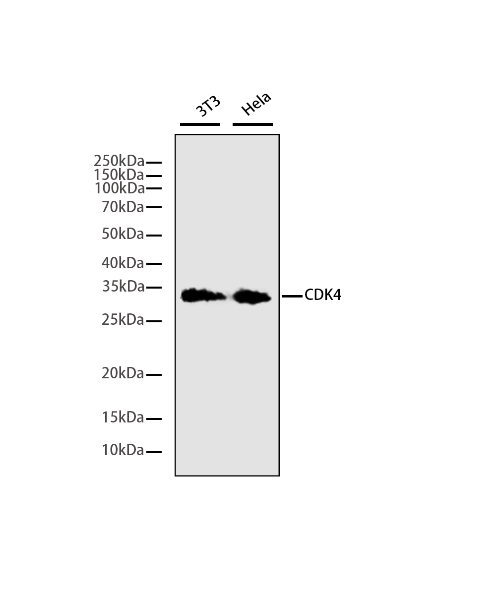 CDK4 Rabbit mAb