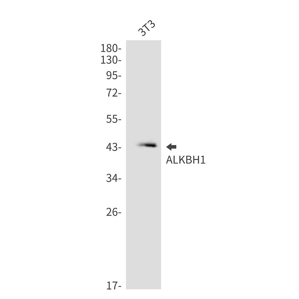 ALKBH1 Rabbit mAb