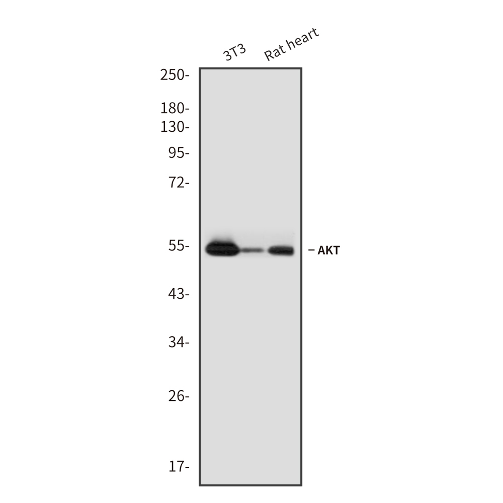 AKT Rabbit mAb