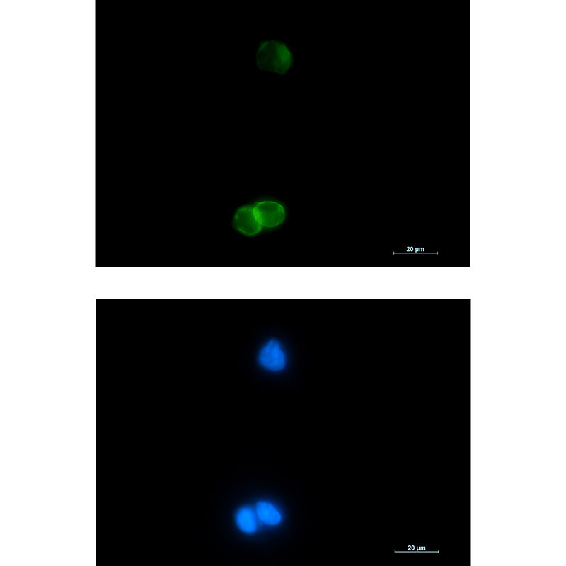Glycophorin C Rabbit mAb
