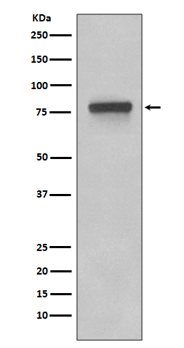 5T4 Rabbit mAb