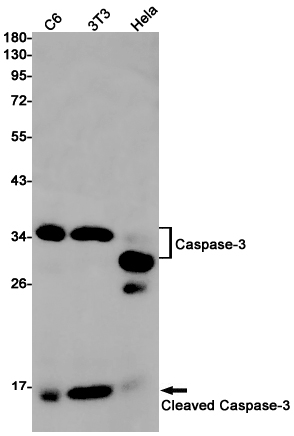 Caspase-3 Rabbit mAb