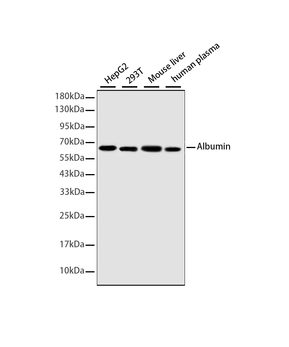 Albumin Rabbit mAb
