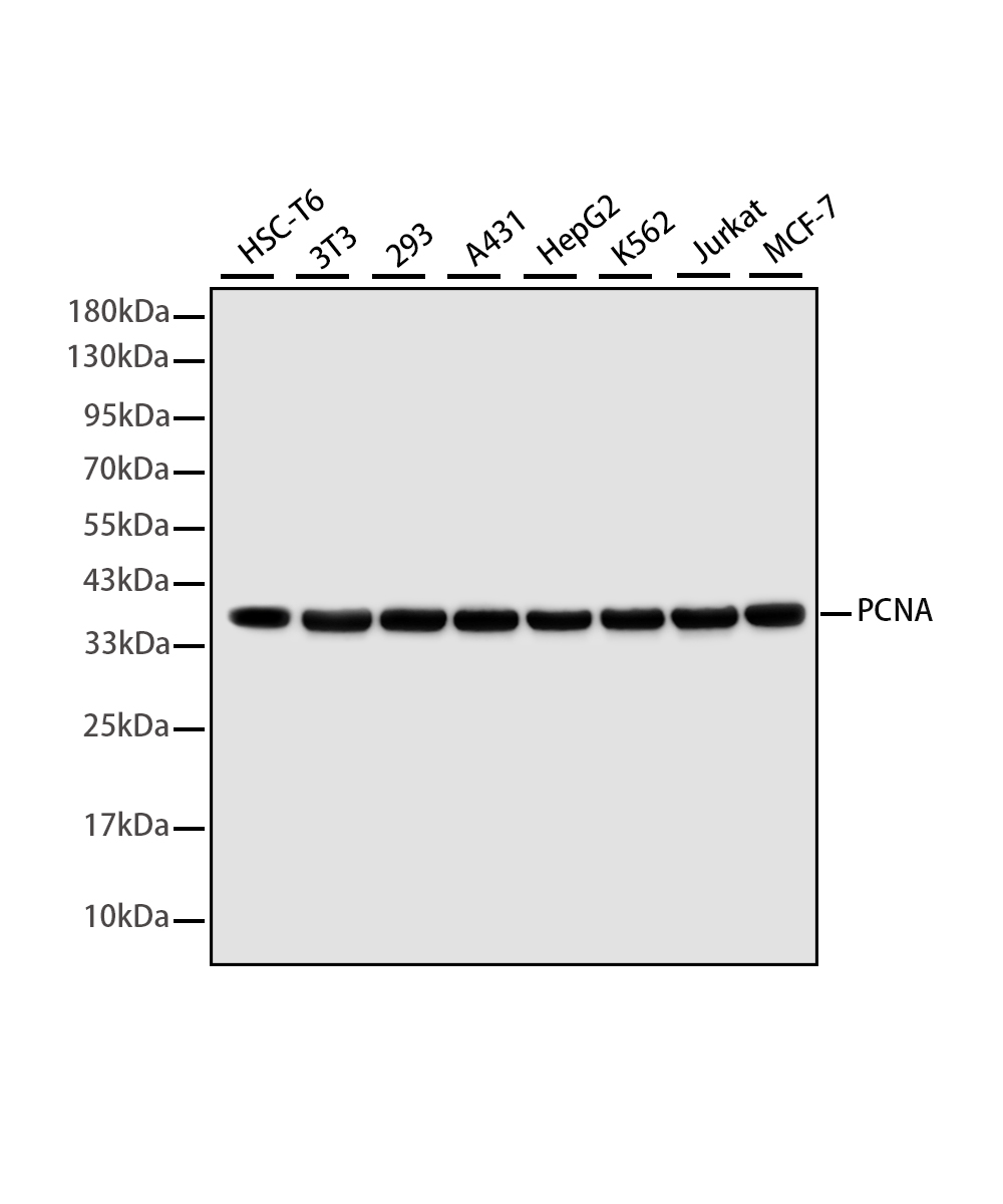 PCNA Rabbit mAb