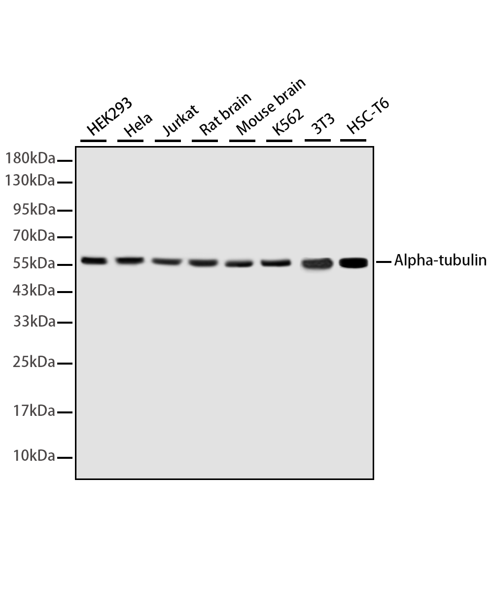 α-tubulin Rabbit mAb