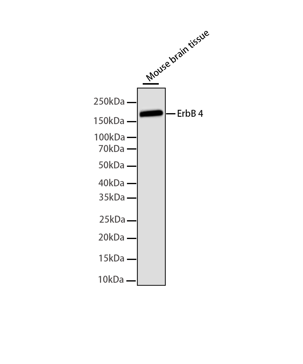 ErbB 4 Rabbit mAb